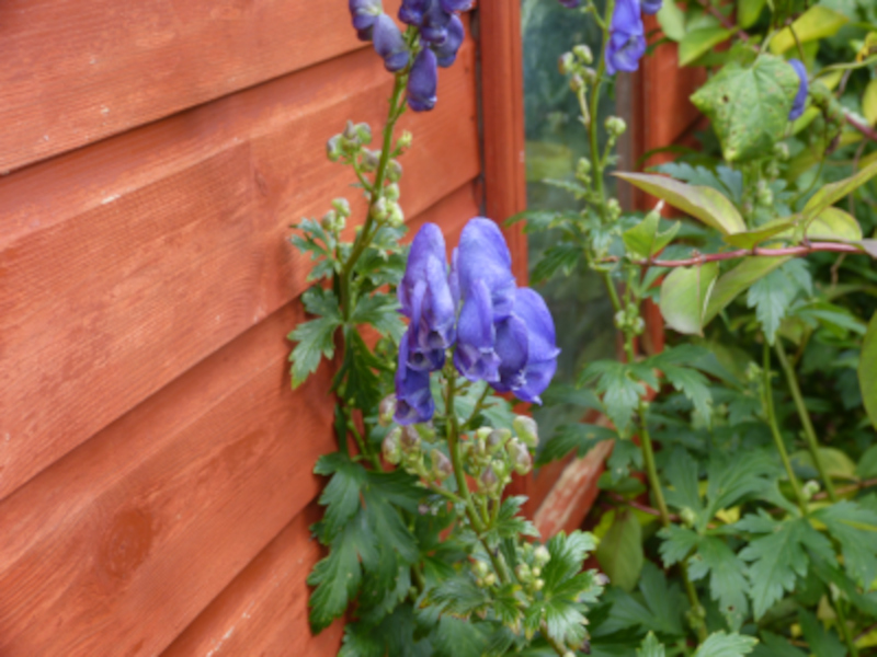 Aconitum carmichaelii Arendsii.JPG