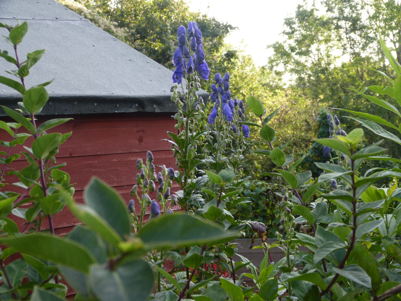 Aconitum carmichaelii.JPG