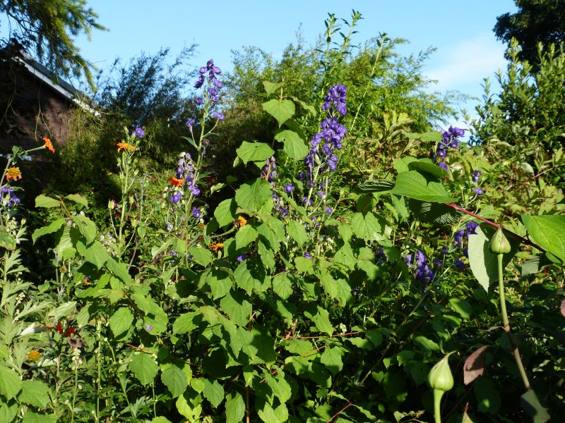 Aconitum  carmichaleii2017.JPG