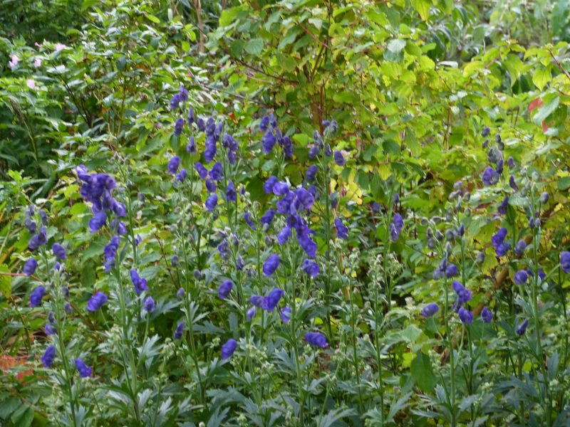 Aconitum hybris 1.JPG