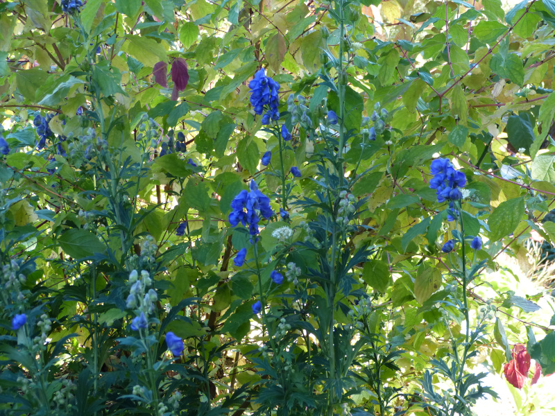 Aconitum.JPG