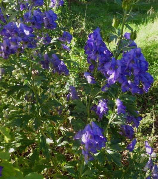 Aconitum.JPG