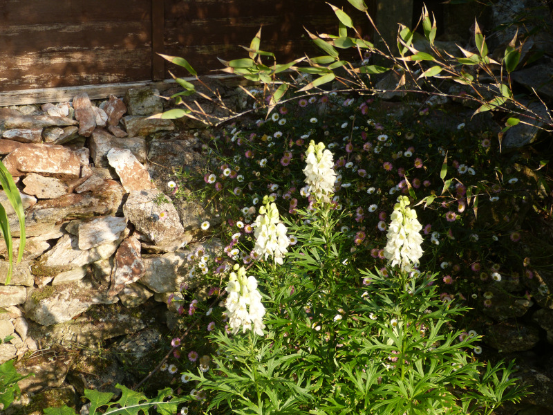 Aconitum napellus white form.JPG