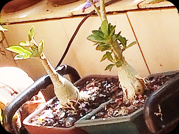 Ad Babes Left 16 Jun 25.jpg