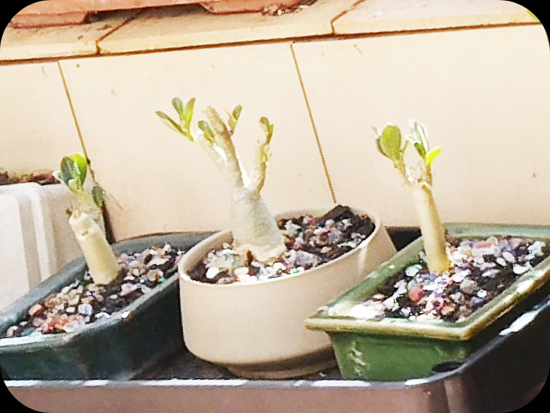 Ad Babes Right 16 Jun 25.jpg