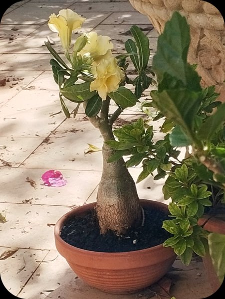 Ad Mellow1 1 Jul 25.jpg