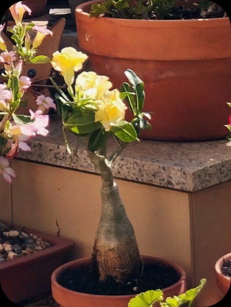 Ad Mellow2 1 Jul 25.jpg