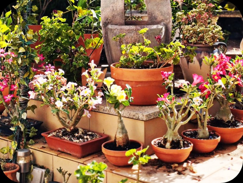 Ad Mellow3 1 Jul 25.jpg