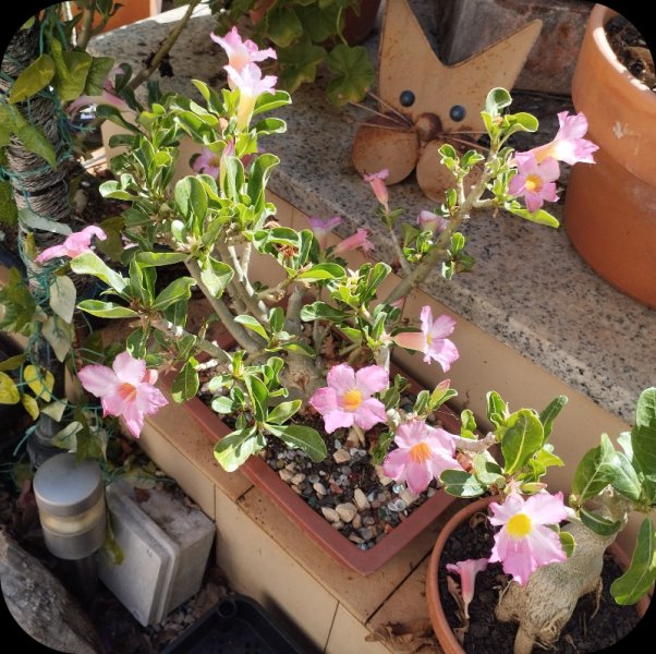 Ad Pinky 10 Jul 25.jpg