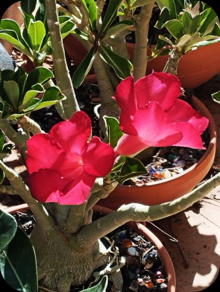 Ad Red 10 Jul 25.jpg