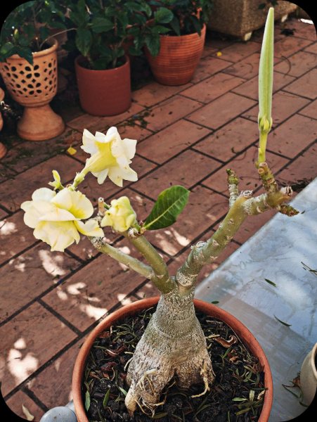 AD Yellow 1 14 Aug 25.jpg