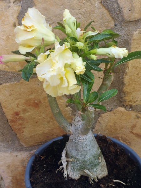 Ad Yellow1 20 Jun 25.jpg