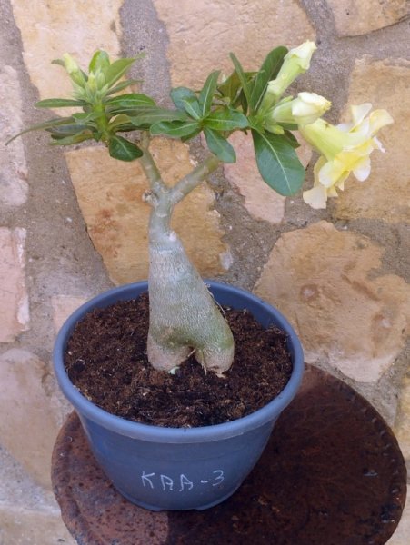 Ad Yellow2 20 Jun 25.jpg