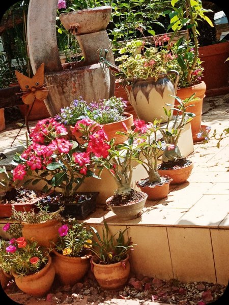 Adenium Big Five2 11 Jun 24.jpg