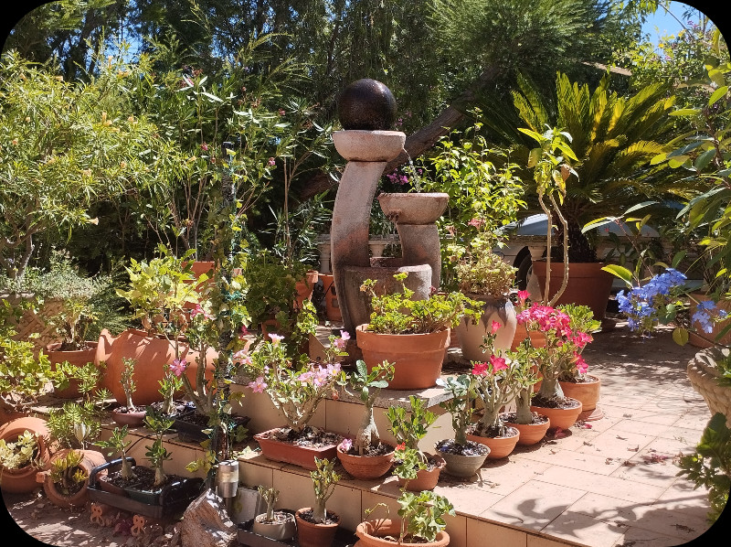 Adenium Heaven 10 Jul 25.jpg