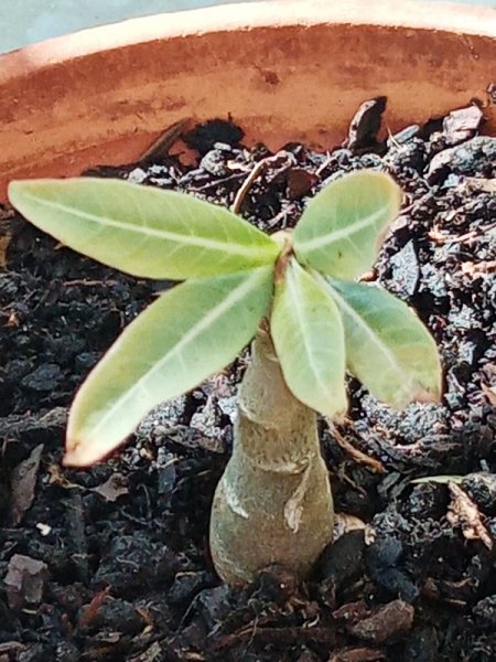 Adenium obessum 25 Apr 22.jpg