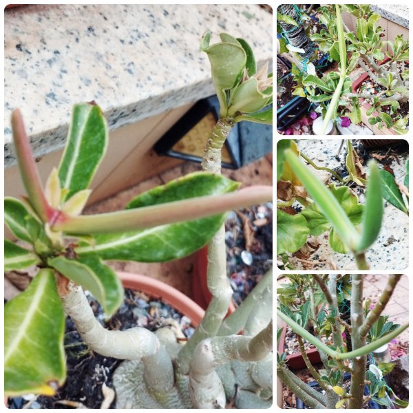 Adenium Pods 29 Jul 25.jpg