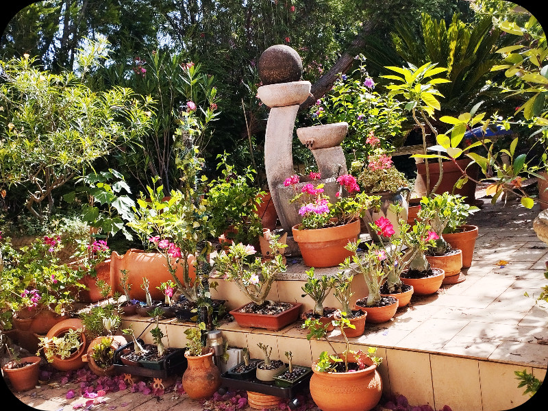 Adeniums 16 Jun 25.jpg