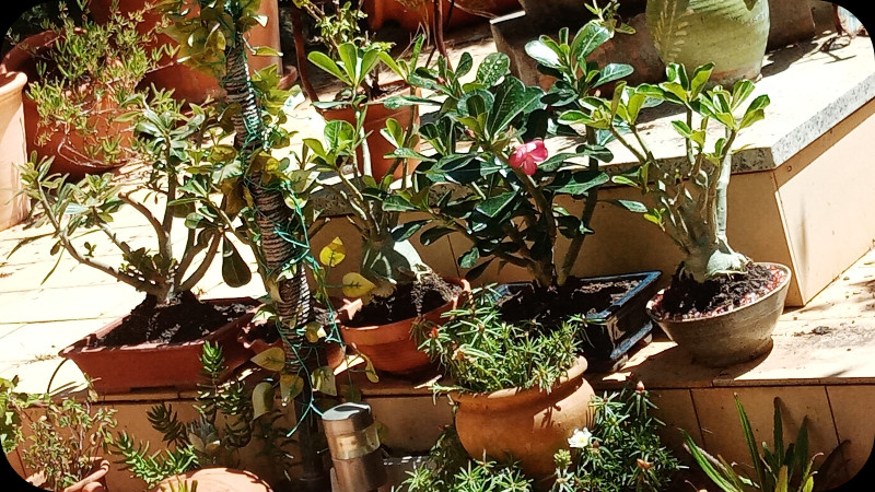 Adeniums 4 May 24.jpg