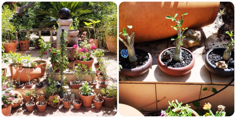 Adeniums on Raised Pario 11 May 25.jpg