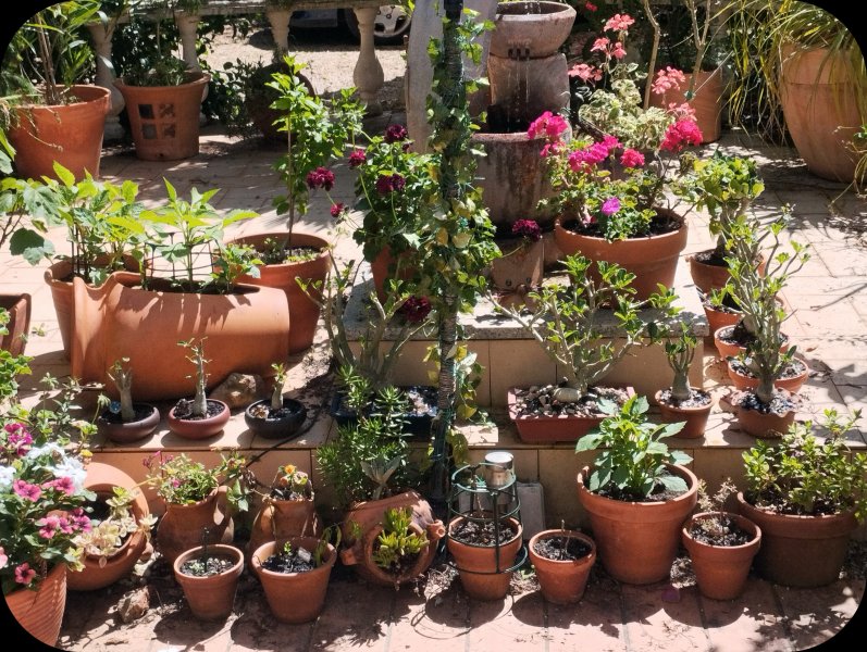 Adeniums on Step1 11 May 25.jpg