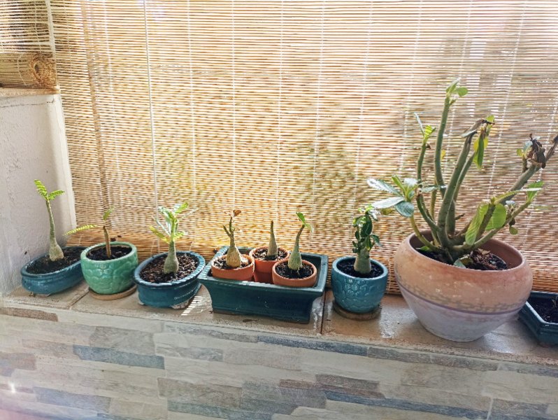 Adeniums1 29 Dec 22.jpg