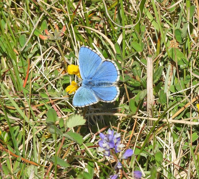 Adonis Blue (2).JPG