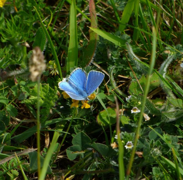 ADONIS BLUE.JPG
