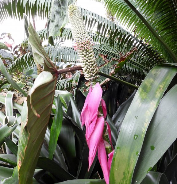 Aechmea mariae reginae.JPG