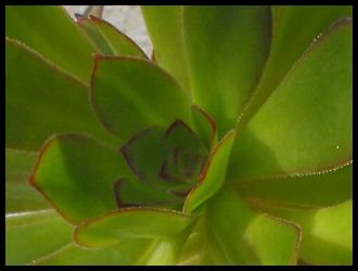 Aeonium arboreum.jpg