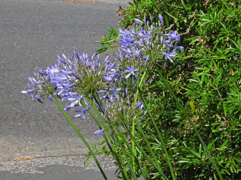 Agapanthus 1.JPG