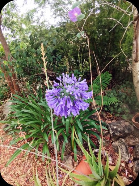 Agapanthus 18 Jun 25.jpg