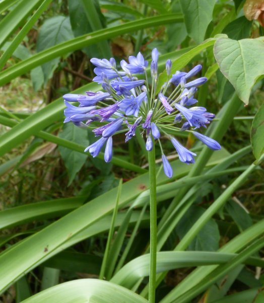 Agapanthus campanulata.JPG