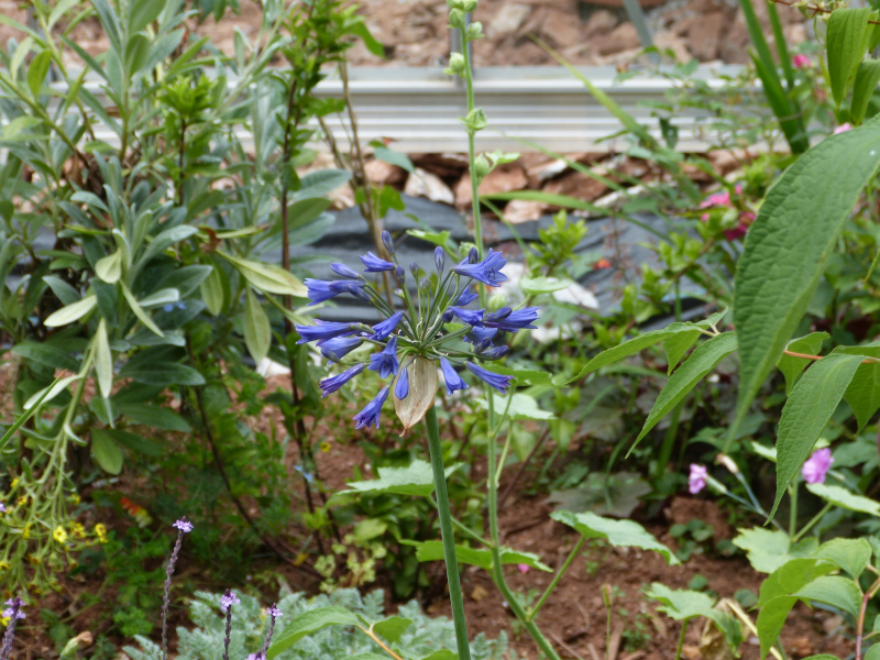 Agapanthus campanulatus.JPG