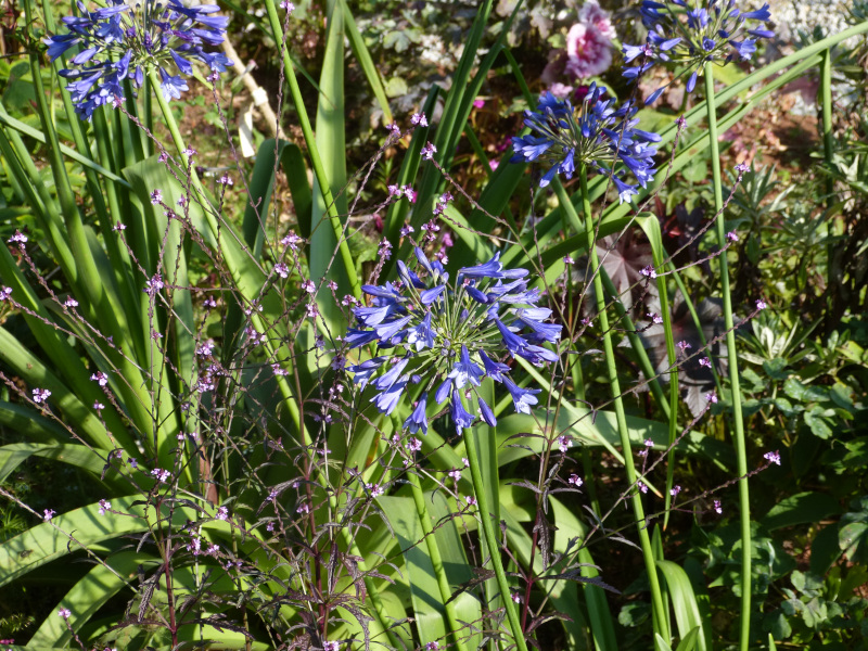 Agapanthus campanulatus.JPG