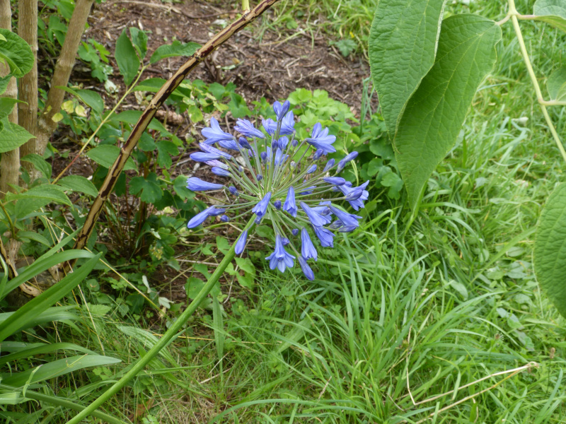 Agapanthus campanulatus.JPG