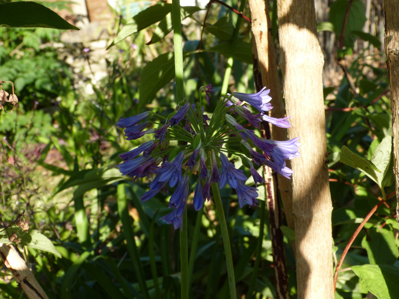 Agapanthus campanulatus.JPG