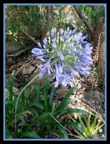 Agapanthus May 20.jpg