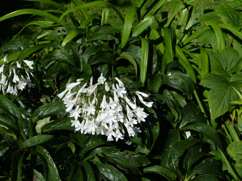 Agapanthus praecox albiflora.JPG