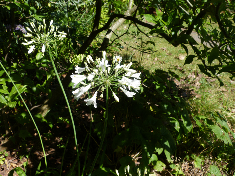 Agapanthus praecox orientalis Alba.JPG