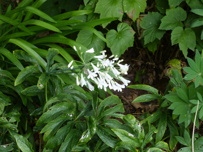 Agapanthus praecox orientalis albiflorus.JPG