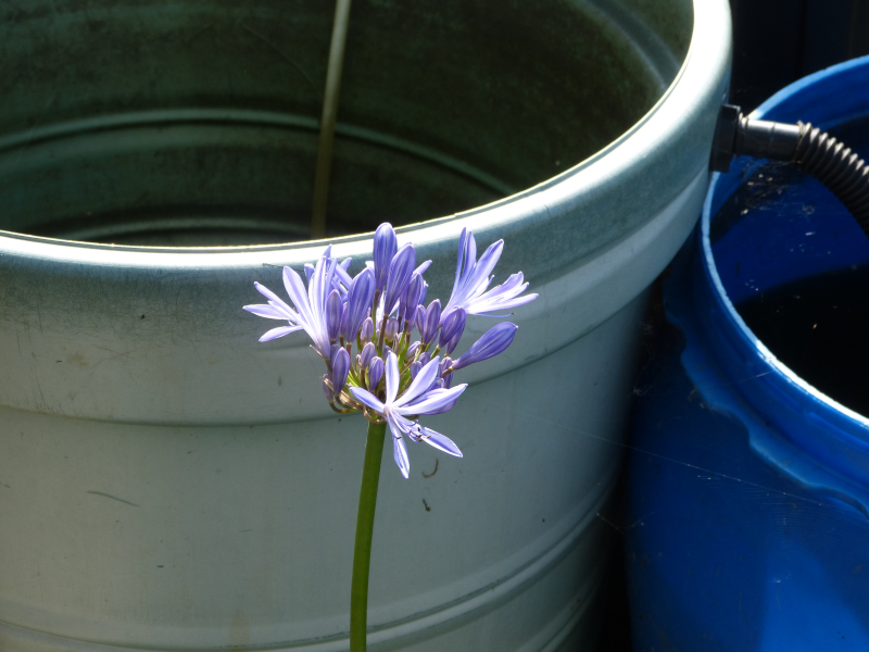 Agapanthus seedling.JPG