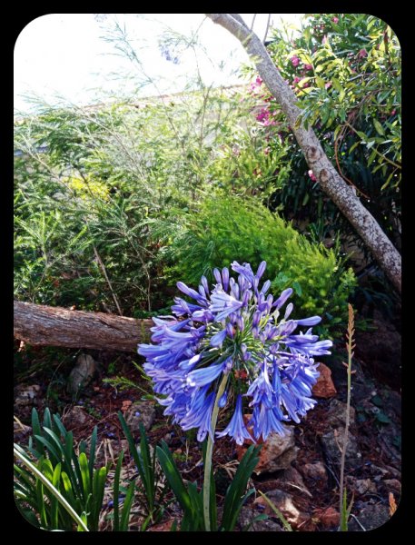 Agapanthus1 6 Jun 22.jpg
