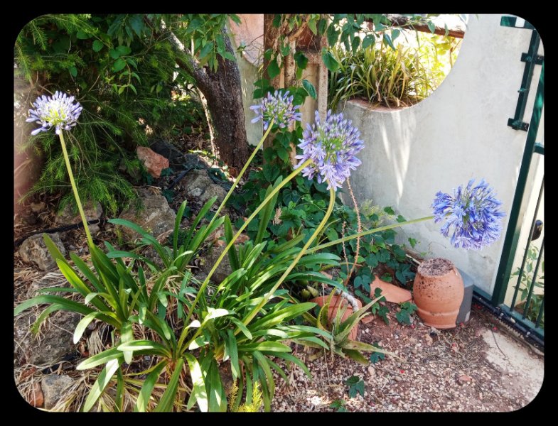 Agapanthus2 22 May.jpg