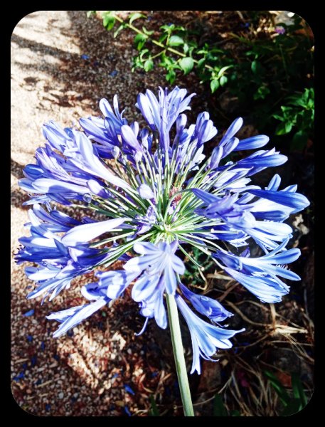 Agapanthus3 6 Jun 22.jpg