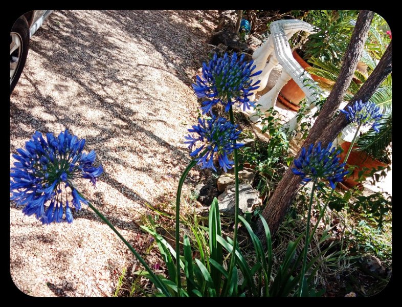 Agapantus1 22 May.jpg