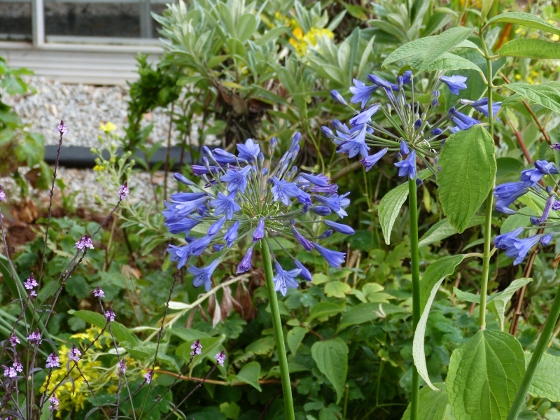 Agapnathus campulatus.JPG