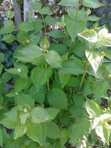 AGARD2- MYSTERY PLANT.jpg