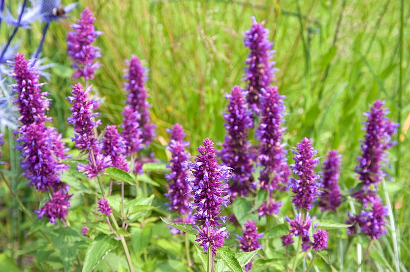 Agastache-Blue-Boa-3.jpg