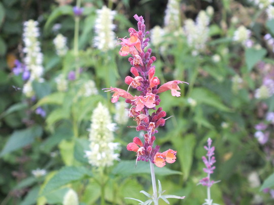 agastache.jpg